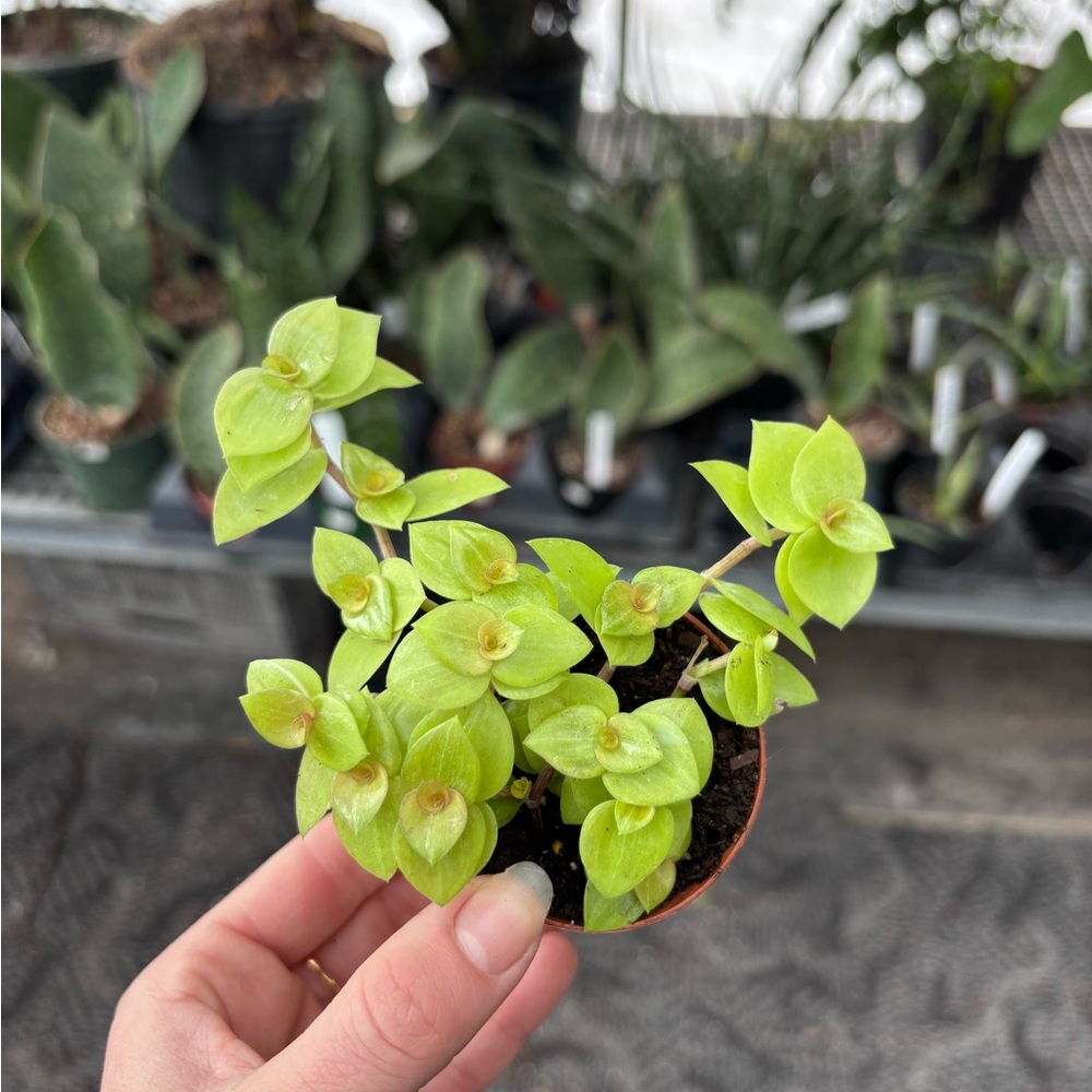 Bright Lime Green Peperomia (Small Potted Plant)